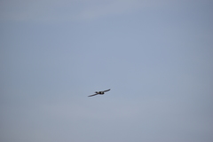 Aeronautes andecolus