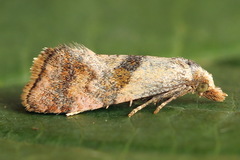 Cochylidia subroseana