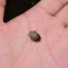Hippotiscus dorsalis
