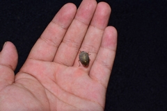 Hippotiscus dorsalis