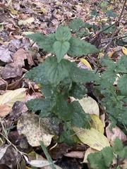 Lamium album