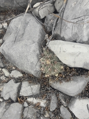 Thelocactus rinconensis rinconensis