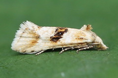 Cochylimorpha alternana