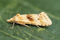 Cochylimorpha alternana
