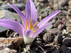 Colchicum filifolium