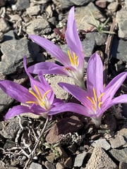 Colchicum filifolium