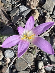 Colchicum filifolium