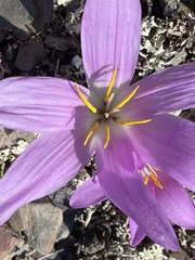 Colchicum filifolium