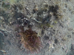 Bunodosoma californica