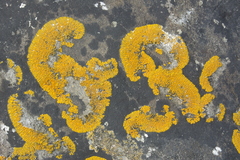 Variospora thallincola