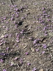 Colchicum filifolium