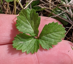 Potentilla indica
