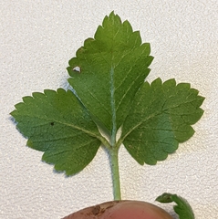 Potentilla indica