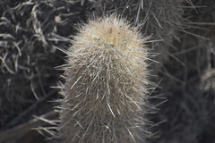 Haageocereus pseudomelanostele