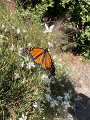 Danaus plexippus