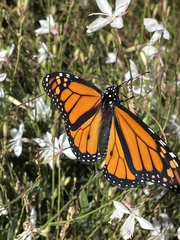 Danaus plexippus