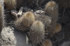 Haageocereus pseudomelanostele
