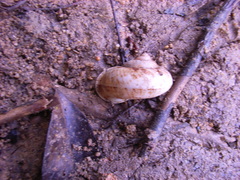 Cyclophorus perdix