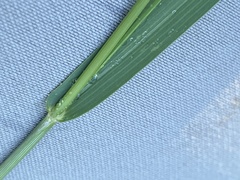 Panicum coloratum