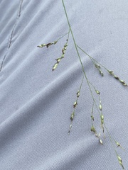 Panicum coloratum