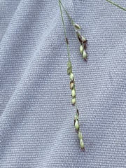 Panicum coloratum