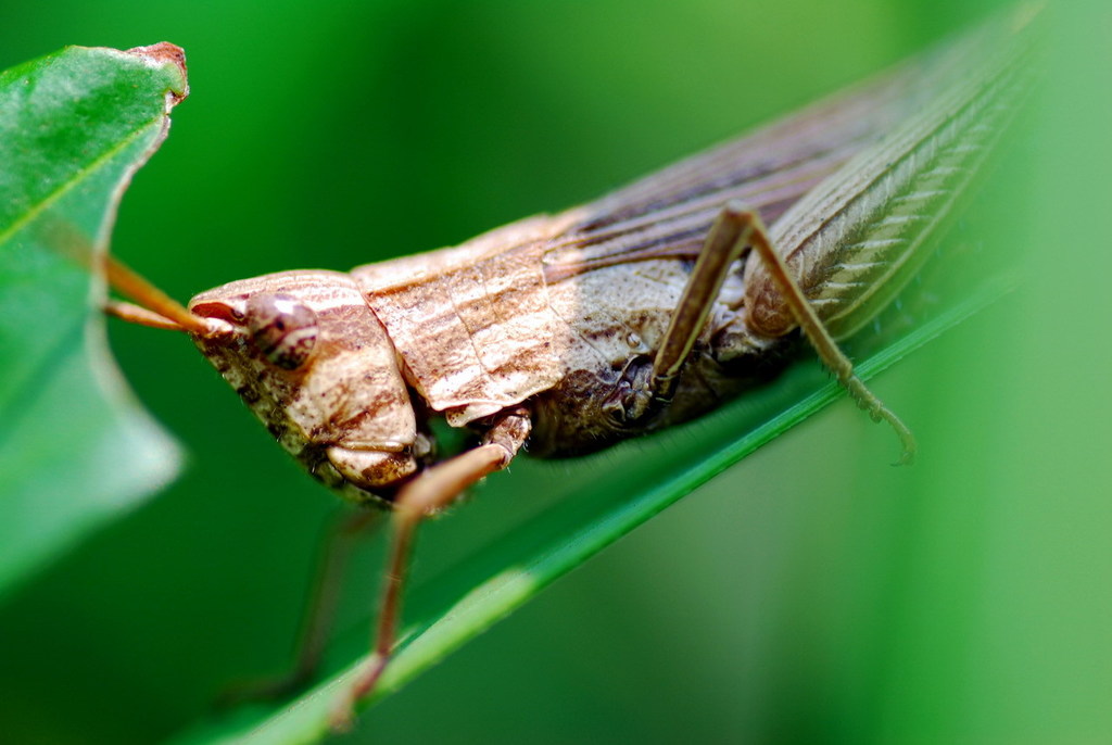 Silent Slant-Faced Grasshopper