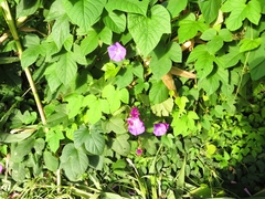 Ipomoea indica