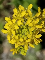 Sisymbrium austriacum