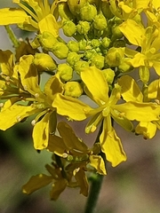 Sisymbrium austriacum