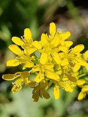 Sisymbrium austriacum