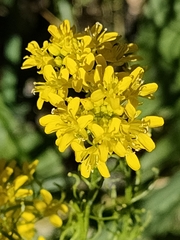 Sisymbrium austriacum