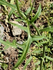 Sisymbrium austriacum