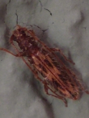 Achryson maculipenne