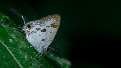 Hypolycaena othona