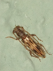 Achryson maculipenne