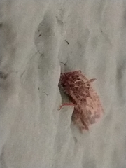 Achryson maculipenne