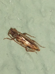 Achryson maculipenne