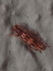 Achryson maculipenne