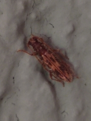 Achryson maculipenne