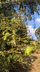 Crataegus laevigata