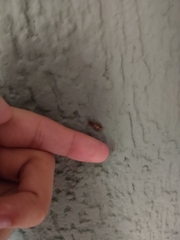 Achryson maculipenne