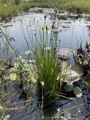 Xyris difformis