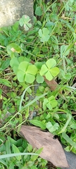 Marsilea crenata