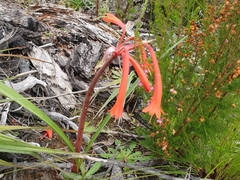 Cyrtanthus angustifolius