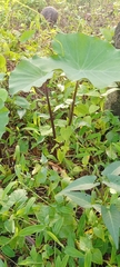 Colocasia esculenta