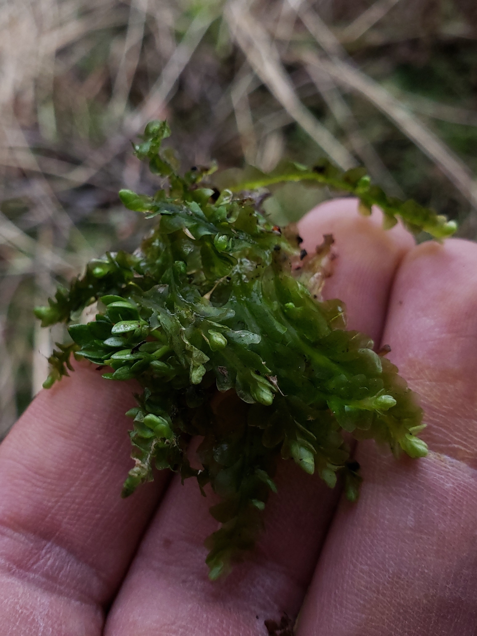 Clasmatocolea vermicularis