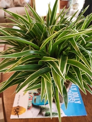 Chlorophytum laxum