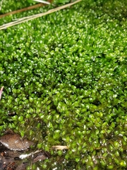 Clasmatocolea vermicularis