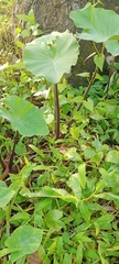 Colocasia esculenta