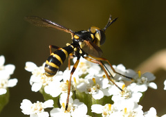 Conops scutellatus